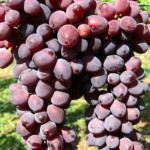 Граф Монте-Кристо виноград